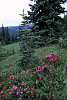 Pink Mountain-Heather