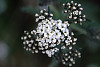 yarrow