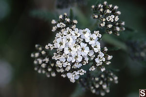 Small White Flowers