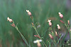 Suksdorf's silene, Cascade catchfly