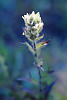 Small-flowered Paintbrush