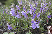 Bush Penstemon