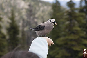 Clarks Nutcracker With Cashew