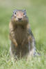 Columbia Ground Squirrel Looking At Me