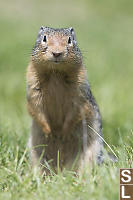 Columbia Ground Squirrel Looking At Me