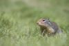 Columbia Ground Squirrel Side View