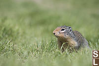 Columbia Ground Squirrel Side View