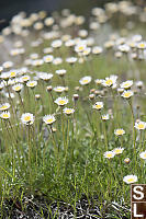 Field Of Cut Leaf Fleabane