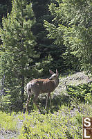 Mule Deer Looking Back