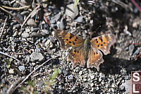 Satyr Comma Dorsal