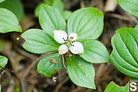 Bunch Berries In Flower