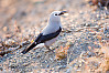 Clark's Nutcracker