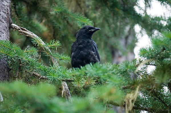 Crow In Tree