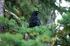 American Crow