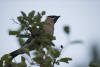 Cedar Waxwing