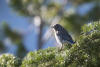 Mountain Bluebird