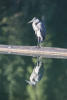 Great Blue Heron On Log Boom