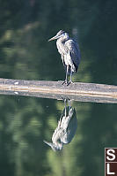 Great Blue Heron On Log Boom