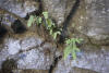 Maidenhair Fern Growing Out Of Tunnel Wall