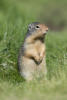 Portrait Of A Ground Squirrel