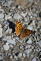 Satyr Anglewing At The Beach