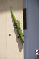 Gecko On Beam