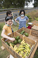 Roadside Fruitstand Fruit