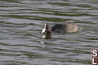 Hawaian Coot