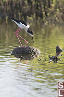 Hawaian Stilt Out Of Water