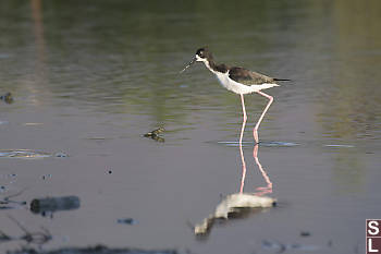 Hawaiian Stilt IReflected