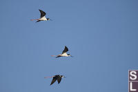 Hawaiian Stilt In Flight