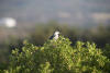 Night Heron On Top Of Bush