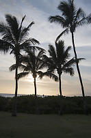Four Palm Trees At Sunset