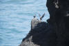 Black Noddy On Small Island