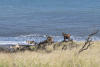 Feral Goats Above Beach