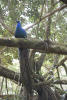 Peacock In Tree Above Path