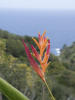 Tropical Flower With Ocean Behind