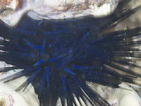 Blue Black Urchin