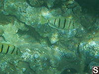 Convict Tang Pair
