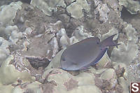 Dusky Surgeonfish