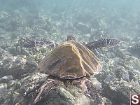 Green Turtle Swimming Past