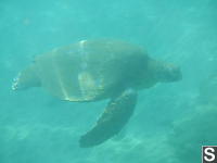 Nara Green Sea Turtle