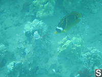 Nara Raccoon Butterflyfish