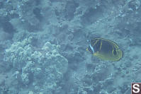 Raccoon Butterflyfish