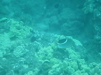 Saddleback Butterflyfish