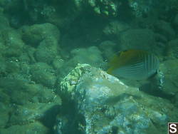 Threadfin Butterflyfish