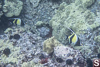 Two Moorish Idol