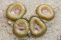 Four Anemones In The Sand