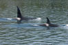 Male And Female Swimming By