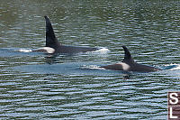 Male And Female Swimming By